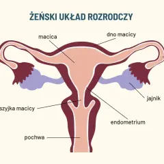 Schemat żeńskiego układu rozrodczego z zaznaczonymi elementami: macica, jajowód, jajnik, szyjka macicy, endometrium i pochwa.