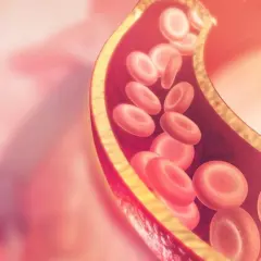 Przekrój naczynia krwionośnego z czerwonymi krwinkami. Wysoki poziom lipoproteiny a może wpływać na zdrowie serca.