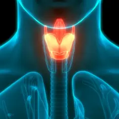 Anatomia ludzka: świecąca na pomarańczowo krtań i tchawica na tle niebieskiego zarysu ciała.