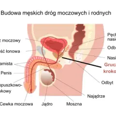 Do jakiego lekarza z prostatą udać się, aby uniknąć poważnych problemów?