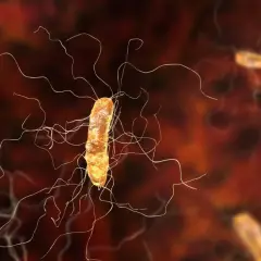 Bakteria clostridium z licznymi wiciami, poruszająca się w środowisku.