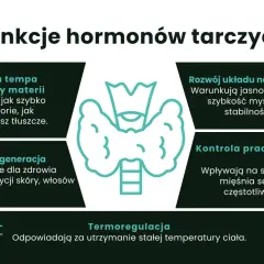 Hormony tarczycy regulują metabolizm, rozwój układu nerwowego, wzrost, regenerację, pracę serca i mięśni oraz termoregulację.