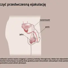 Ilustracja układu rozrodczego męskiego z opisami: jądra, nasieniowód, penis. Tekst omawia metody leczenia przedwczesnego wytrysku.