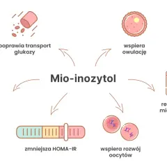 Mio-inozytol wspiera płodność przy PCOS, poprawiając transport glukozy, lipidogram, owulację i rozwój oocytów, regulując cykl miesiączkowy i zmniejszając HOMA-IR.