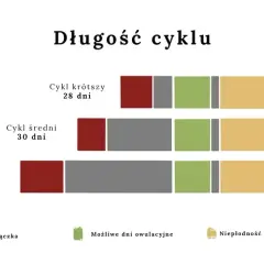 Kiedy występuje owulacja? Poznaj kluczowe informacje o cyklu miesiączkowym