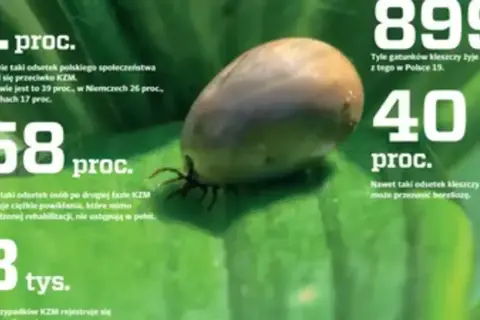 Kleszcz na liściu. Statystyki dotyczące kleszczowego zapalenia mózgu (KZM) i boreliozy. 58% osób po KZM ma powikłania. 40% kleszczy przenosi boreliozę.
