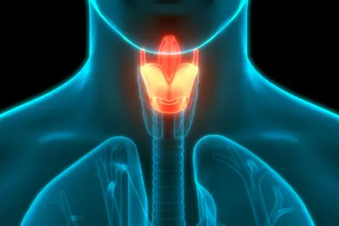 Anatomia ludzka: świecąca na pomarańczowo krtań i tchawica na tle niebieskiego zarysu ciała.