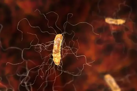 Bakteria clostridium z licznymi wiciami, poruszająca się w środowisku.