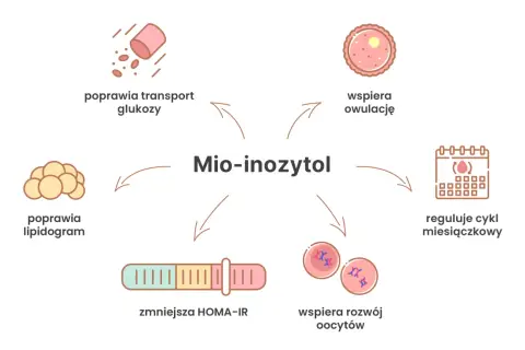 Mio-inozytol wspiera płodność przy PCOS, poprawiając transport glukozy, lipidogram, owulację i rozwój oocytów, regulując cykl miesiączkowy i zmniejszając HOMA-IR.