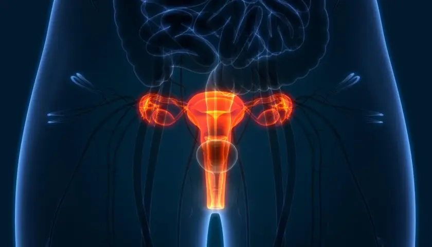 Anatomia kobieca z podświetloną macicą, jajnikami i jajowodami. Ilustracja przedstawia narządy rodne, które mogą być przedmiotem usunięcia macicy.