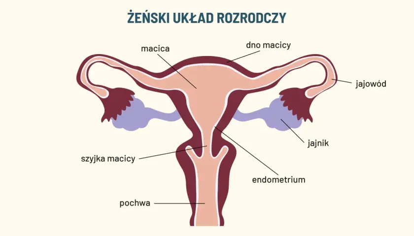 Schemat żeńskiego układu rozrodczego z zaznaczonymi elementami: macica, jajowód, jajnik, szyjka macicy, endometrium i pochwa.