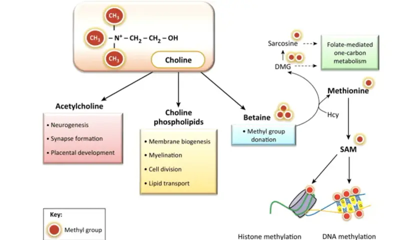 Schemat przedstawia rolę choliny w produkcji acetylocholiny, kluczowej dla neurogenezy i synaps. Wskazuje też na jej udział w metabolizmie metioniny i metylacji DNA.