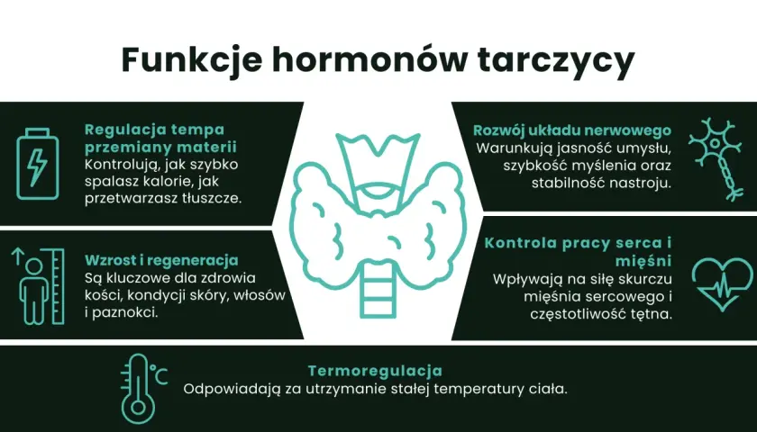 Hormony tarczycy regulują metabolizm, rozwój układu nerwowego, wzrost, regenerację, pracę serca i mięśni oraz termoregulację.