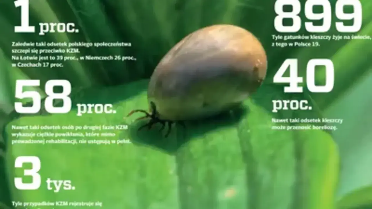Kleszcz na liściu. Statystyki dotyczące kleszczowego zapalenia mózgu (KZM) i boreliozy. 58% osób po KZM ma powikłania. 40% kleszczy przenosi boreliozę.