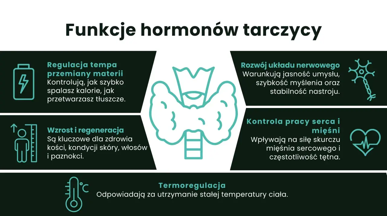 Hormony tarczycy regulują metabolizm, rozwój układu nerwowego, wzrost, regenerację, pracę serca i mięśni oraz termoregulację.