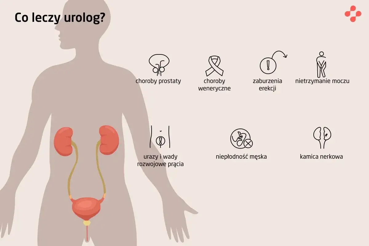 Urolog leczy m.in. choroby prostaty, weneryczne, zaburzenia erekcji, nietrzymanie moczu, niepłodność męską, kamicę nerkową.