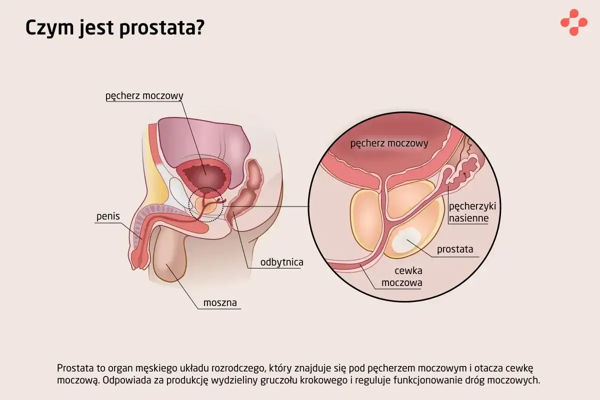 Schemat męskiego układu rozrodczego z zaznaczoną prostatą. Powiększony fragment pokazuje jej położenie wokół cewki moczowej, co jest istotne przy problemach z przerostem prostaty.