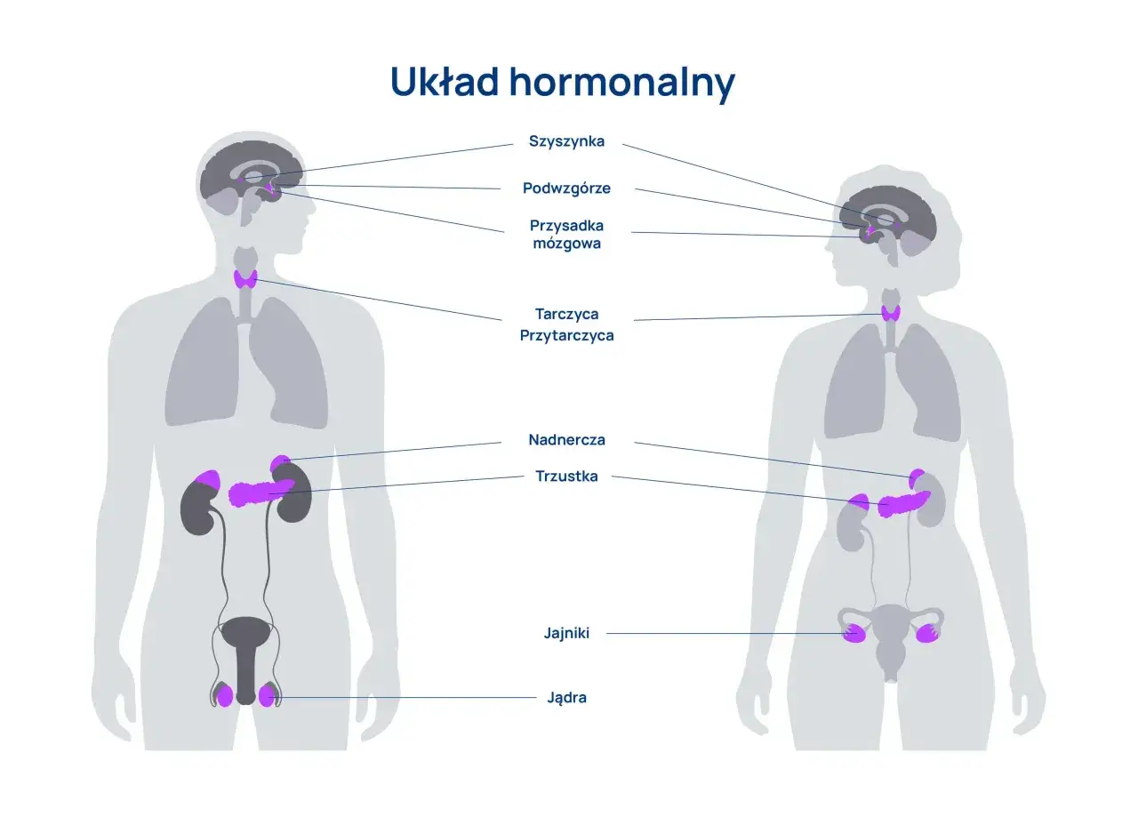 Schemat układu hormonalnego z zaznaczonymi gruczołami produkującymi hormony: szyszynka, podwzgórze, przysadka, tarczyca, przytarczyce, nadnercza, trzustka, jajniki i jądra.