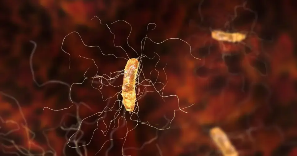 Clostridium - objawy, zakażenia i znaczenie wyniku